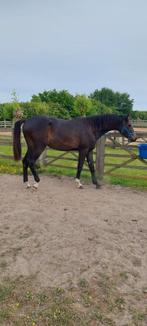 Jaarling merrie Dourkhan HEro Z, Dieren en Toebehoren, Paarden, Merrie, Springpaard, Minder dan 160 cm, Gechipt