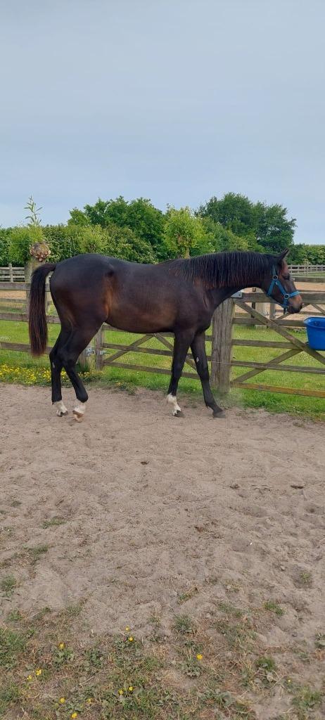 Jaarling merrie Dourkhan HEro Z, Dieren en Toebehoren, Paarden, Merrie, Onbeleerd, Minder dan 160 cm, 0 tot 2 jaar, Springpaard