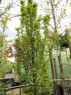 Carpinus betulus fastigiata, Tuin en Terras, Planten | Bomen, Ophalen