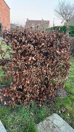 Haagbeuk 1,40 meter hoog 4 stuks, Tuin en Terras, Planten | Struiken en Hagen, Ophalen, Beukenhaag, Haag, 100 tot 250 cm