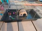 Caviakooi, Ophalen, Kooi, Gebruikt, 90 cm of meer