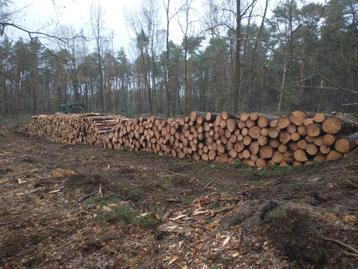 Halfdroog Brandhout Den op 40 cm beschikbaar voor biedingen