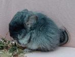 Black velvet (bdd) rpa chinchilla vrouwtje, Dieren en Toebehoren, Chinchilla