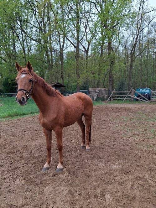 Spring paard, Dieren en Toebehoren, Paarden, Zadelmak