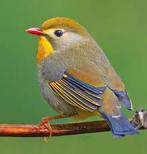 Japanse nachtegaal poppen, Dieren en Toebehoren, Vogels | Overige Vogels, Geringd