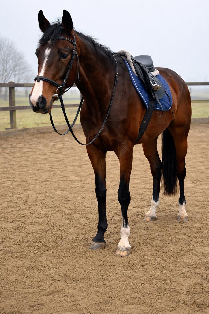 Leuke 4 jarige  E merrie, Dieren en Toebehoren, Pony's, Merrie, E pony (1.48m - 1.57m), Recreatiepony, 3 tot 6 jaar, Met stamboom