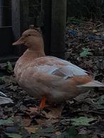 Trio kwakers (unieke kleuren), Dieren en Toebehoren, Meerdere dieren, Eend