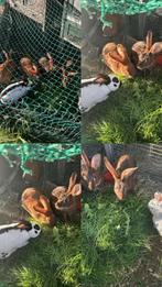 Lot de lapin a vendre a martelange, Dieren en Toebehoren, Konijnen, Meerdere dieren