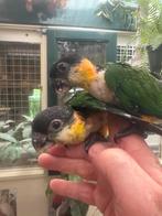 Zwartkop caique, Dieren en Toebehoren, Vogels | Parkieten en Papegaaien