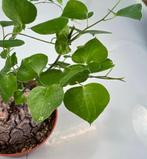 Dioscorea Montana, Huis en Inrichting, Kamerplanten, Minder dan 100 cm, Verzenden, Vetplant