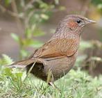 kweekkoppel Borstelgaailijter, Meerdere dieren
