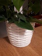 XL bloempot cachepot west germany, Ophalen of Verzenden
