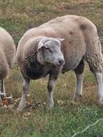 Schapen te koop