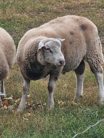 Schapen te koop  beschikbaar voor biedingen