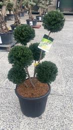 Taxus Höpken’s Gigant multibol, Ophalen