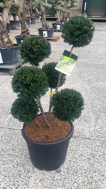 Taxus Höpken’s Gigant multibol beschikbaar voor biedingen