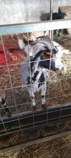 Super mooi mieke met lammetjes, Dieren en Toebehoren, Geit, 0 tot 2 jaar