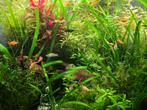 Jonge geel/zwarte molly's + black molly + Gratis planten, Dieren en Toebehoren, Vissen | Aquaria en Toebehoren, Ophalen