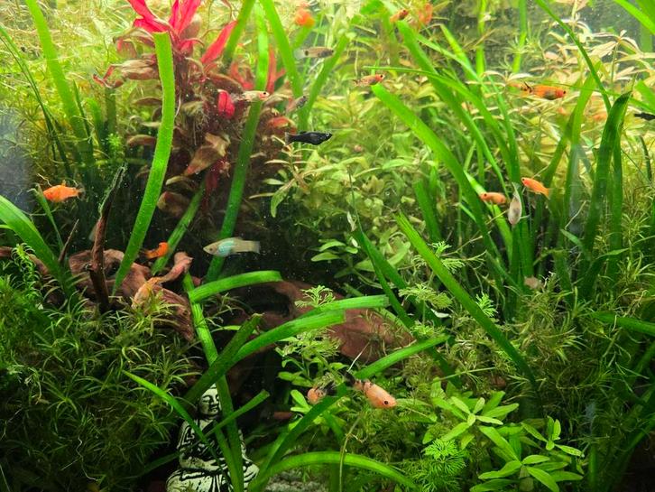 Jonge geel/zwarte molly's + black molly + Gratis planten, Dieren en Toebehoren, Vissen | Aquaria en Toebehoren, Ophalen