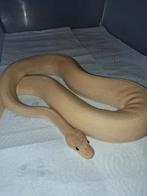 Cinnaglow pinstripe 66%het clown 1.0, Serpent, 0 à 2 ans