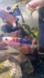 Vrouwelijke koi bettavis, Dieren en Toebehoren, Vis, Zoetwatervis