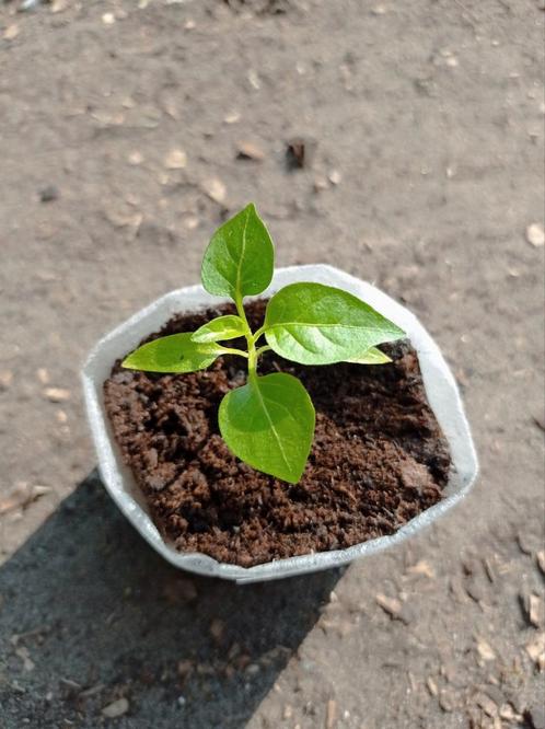 Tabasco | Peper Planten, Tuin en Terras, Planten | Tuinplanten, Ophalen