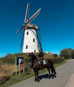 bomproof merrie Fries x Boulonnais 8 jaar, Dieren en Toebehoren, Merrie, Tuigpaard, Gechipt, 7 tot 10 jaar