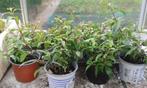 fuchia winterhard, Tuin en Terras, Planten | Tuinplanten, Ophalen of Verzenden, Zomer, Vaste plant