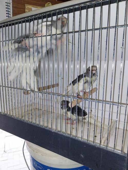 kakariki, Dieren en Toebehoren, Vogels | Parkieten en Papegaaien, Parkiet, Meerdere dieren, Geringd