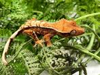 Mooie wimpergekko vrouw, Dieren en Toebehoren