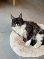 Maine Coon poes met stamboom, Poes, Gechipt, 0 tot 2 jaar