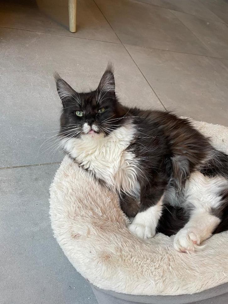 Maine Coon poes met stamboom, Dieren en Toebehoren, Katten en Kittens | Raskatten | Langhaar, Poes, 0 tot 2 jaar, Met stamboom