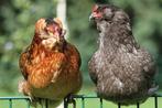 Araucana kippen te koop, Dieren en Toebehoren, Pluimvee