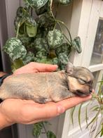 Schattige chihuahuapups te koop, Dieren en Toebehoren, België, Fokker | Hobbymatig, 8 tot 15 weken, Meerdere
