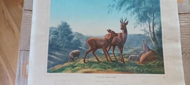 estampe "amour et paix"  Eduard Gustav May Söhne, Antiek en Kunst, Kunst | Litho's en Zeefdrukken, Ophalen of Verzenden