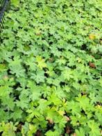 Bodembedekkers geraniums 40st per bak /8,00 per bak, Tuin en Terras, Planten | Tuinplanten, Ophalen, Bodembedekkers, Vaste plant