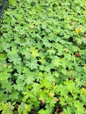 Bodembedekkers geraniums 40st per bak /8,00 per bak beschikbaar voor biedingen