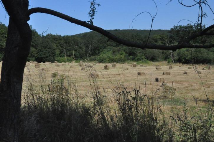 Paillage - foin petits ballots, Tuin en Terras, Plantenvoeding, Ophalen