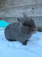 Kleurdwerg voedster, Dieren en Toebehoren, Konijnen