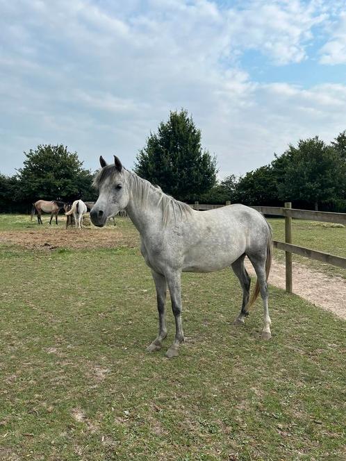 Merrie 4-2022, Dieren en Toebehoren, Stalling en Weidegang