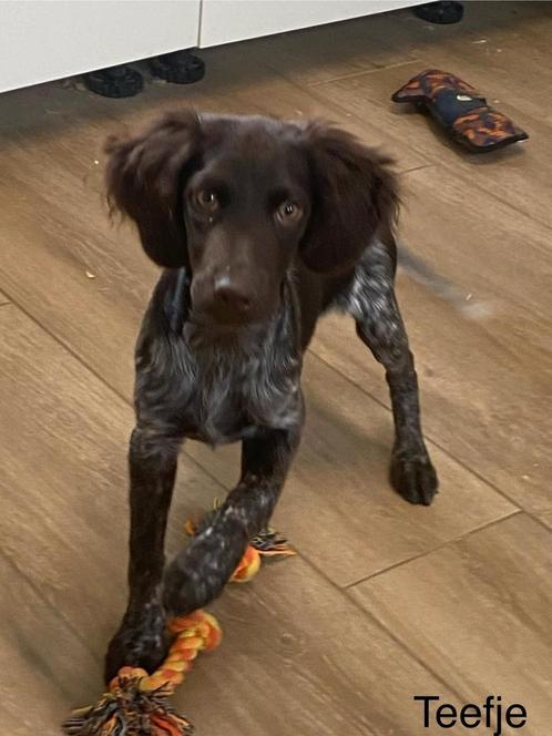 Heidewachtel/ kleine munsterlander, Dieren en Toebehoren, Honden | Retrievers, Spaniëls en Waterhonden, Meerdere dieren, Overige rassen