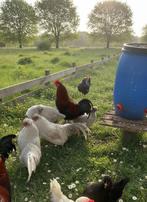 Araucana en Marans hanen – 15€, Dieren en Toebehoren, Pluimvee, Mannelijk