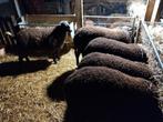Zwartbles rammen