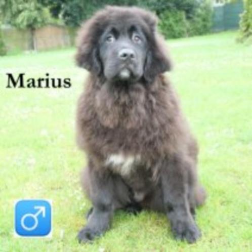 "Marius & Manuel" Newfoundlander pups te koop, Dieren en Toebehoren, Honden | Bulldogs, Pinschers en Molossers, Reu, Overige rassen