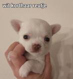 Prachtige lang en kortharige  chihuahua  pups, Dieren en Toebehoren, België, Fokker | Hobbymatig, CDV (hondenziekte), 8 tot 15 weken