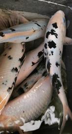 🧐Beverkoi = Japans-Belgische koi SHIRO BEKKO✨, Dieren en Toebehoren