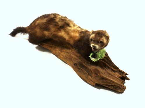 Fret taxidermie, Verzamelen, Dierenverzamelingen, Gebruikt, Opgezet dier, Wild dier, Ophalen of Verzenden