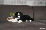 Prachtige Border Collie pupjes, Parvo, België, 8 tot 15 weken, Collie