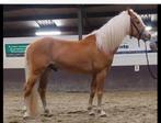 4 jarige haflinger (zadel+koets geleerd ), Dieren en Toebehoren, Paarden, Hengst, B