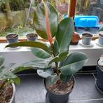 Ficus elastica 'Robusta', Huis en Inrichting, Kamerplanten, Ophalen, Ficus